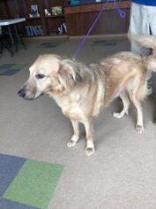Golden Shepherd Dogs for adoption in Little Rock, AR, USA