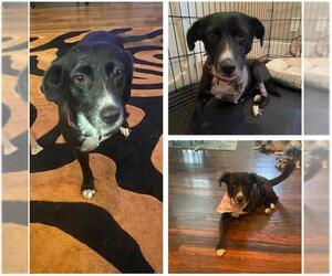 Mutt Dogs for adoption in San Antonio, TX, USA