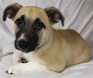 Pembroke Welsh Corgi Dogs for adoption in Princeton, MN, USA