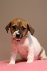Medium Photo #1 Dachshund-Unknown Mix Puppy For Sale in Brooklyn Center, MN, USA