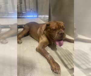 Dogue de Bordeaux Dogs for adoption in Bakersfield, CA, USA