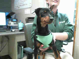 Miniature Pinscher Dogs for adoption in Plano, TX, USA
