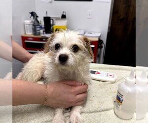 Mutt Dogs for adoption in Chico, CA, USA