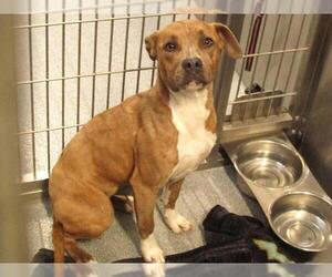 American Pit Bull Terrier Dogs for adoption in Orange, CA, USA