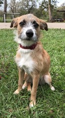 Mutt Dogs for adoption in Angleton, TX, USA