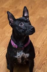 Mutt Dogs for adoption in Marine City, MI, USA