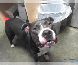 American Pit Bull Terrier Dogs for adoption in Tulsa, OK, USA