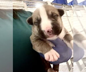 Mutt Dogs for adoption in Houston, TX, USA