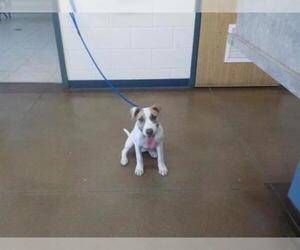 Bull Terrier Dogs for adoption in Temple, TX, USA