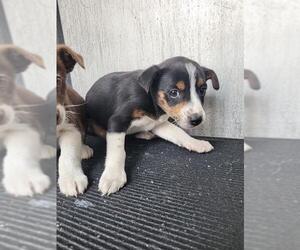 Mutt Dogs for adoption in San Antonio, TX, USA