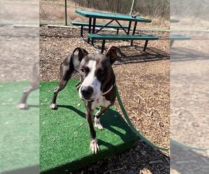 American Pit Bull Terrier Dogs for adoption in Waterford, VA, USA