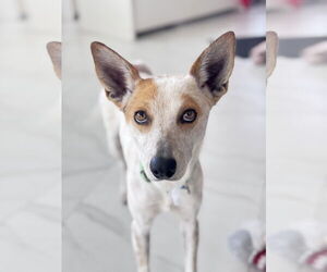 Mutt Dogs for adoption in Menifee, CA, USA