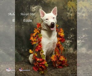 Australian Shepherd-Unknown Mix Dogs for adoption in Santa Clarita, CA, USA