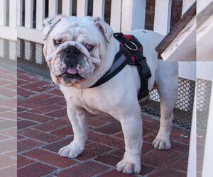 Bulldog Dogs for adoption in San Jose, CA, USA