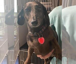 Dachshund Dogs for adoption in Mooresville, NC, USA
