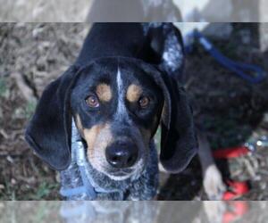 Bluetick Coonhound Dogs for adoption in Rockville, MD, USA