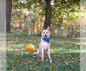 Labrador Retriever-Unknown Mix Dogs for adoption in Unionville, PA, USA