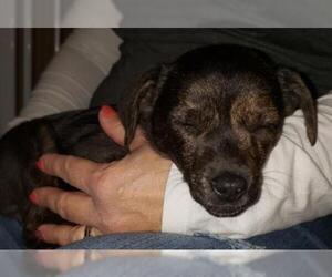 Border-Aussie Dogs for adoption in Glen Haven, WI, USA