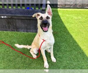 German Shepherd Dog Dogs for adoption in Orange, CA, USA