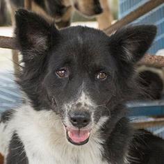 Small Border Collie Mix