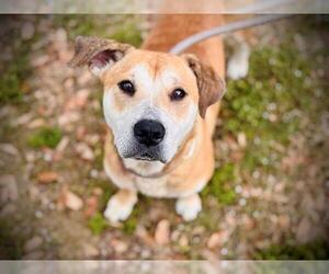 Labrador Retriever-Shiba Inu Mix Dogs for adoption in Orlando, FL, USA