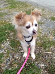 Chihuahua-Unknown Mix Dogs for adoption in Issaquah, WA, USA
