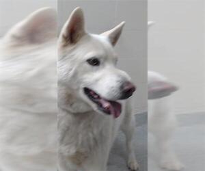 Siberian Husky-Unknown Mix Dogs for adoption in Pasadena, TX, USA