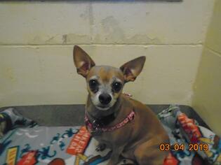 Chiweenie Dogs for adoption in Lee's Summit, MO, USA