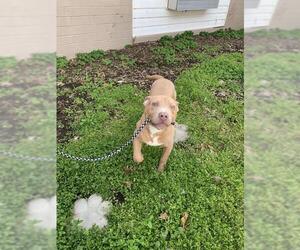 Staffordshire Bull Terrier Dogs for adoption in Leonardtown, MD, USA