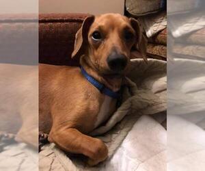 Chiweenie Dogs for adoption in Rancho Santa Margarita, CA, USA