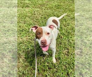 American Pit Bull Terrier Dogs for adoption in Forestville, MD, USA