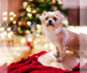 Mutt Dogs for adoption in Vail, AZ, USA