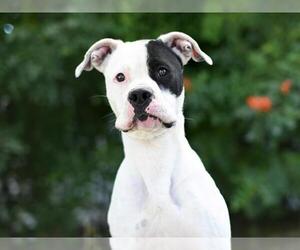 Boxer-Unknown Mix Dogs for adoption in Tavares, FL, USA
