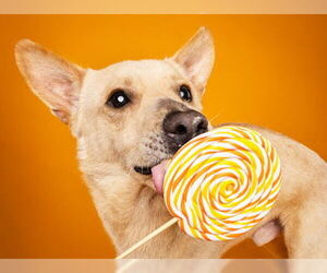 Carolina Dog-Unknown Mix Dogs for adoption in Grand Prairie, TX, USA