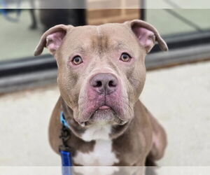 American Pit Bull Terrier-Unknown Mix Dogs for adoption in Millersville, MD, USA