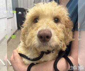 Mutt Dogs for adoption in Washington, DC, USA