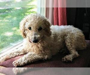 Poodle (Toy) Dogs for adoption in Crystal , MN, USA