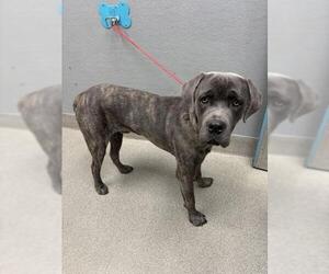 Mutt Dogs for adoption in Las Vegas, NV, USA