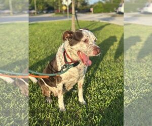 Mutt Dogs for adoption in Pompano Beach , FL, USA