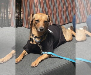 Chihuahua-Unknown Mix Dogs for adoption in Rockaway, NJ, USA