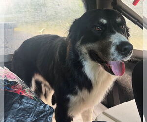 Bernese Mountain Dog-Unknown Mix Dogs for adoption in Clarkston, MI, USA