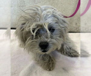 Medium Photo #1 Havamalt Puppy For Sale in Pacifica, CA, USA