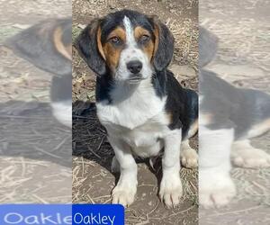 Coonhound Dogs for adoption in Crystal, MN, USA