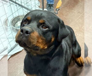 Rottweiler Dogs for adoption in Gilbert, AZ, USA
