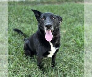 Border Collie-Unknown Mix Dogs for adoption in Modesto, CA, USA
