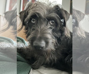 Mutt Dogs for adoption in McKinney, TX, USA