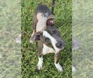 American Staffordshire Terrier Dogs for adoption in Fort Lauderdale, FL, USA