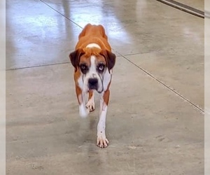 Boxer Dogs for adoption in Nashville, TN, USA