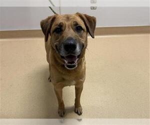 Shepradors Dogs for adoption in Placerville, CA, USA