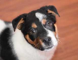 Australian Shepherd-Unknown Mix Dogs for adoption in Dodson, MT, USA